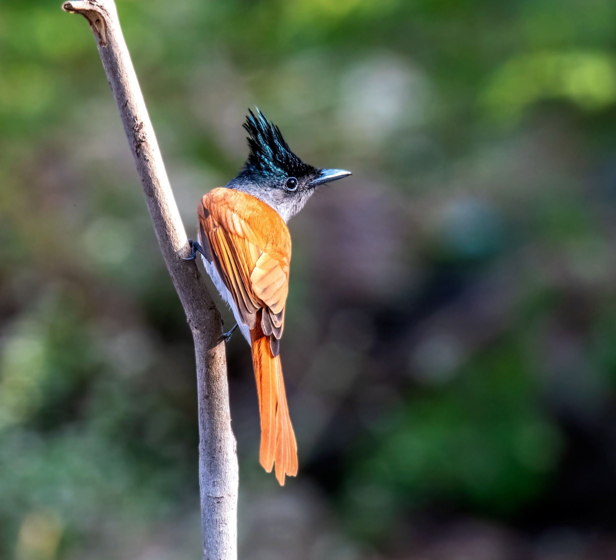 Indian paradise flycatcher